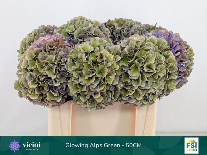 <h4>Hydrangea  'Glowing Alp Purple'  CL</h4>