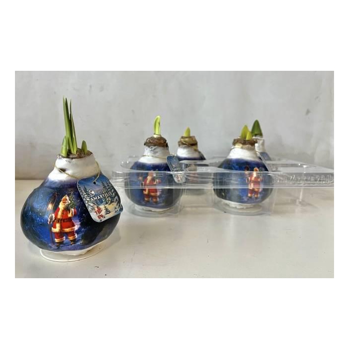 <h4>BLOEMBOL HIPPEASTRUM</h4>