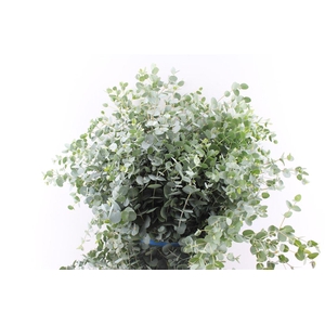 Euca Gunnii 300 Gram