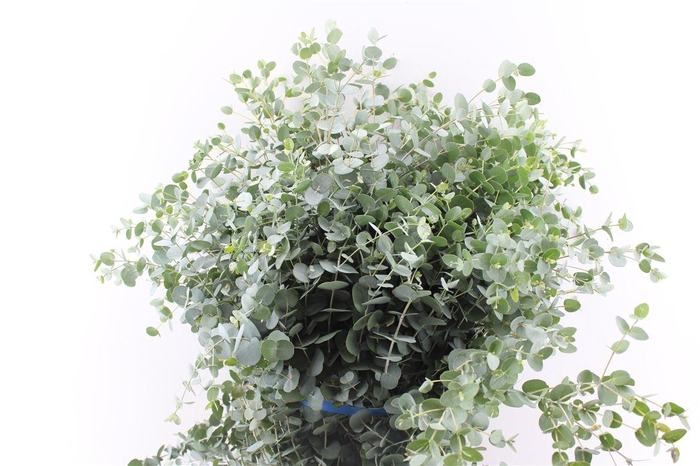 <h4>Euca Gunnii 300 Gram</h4>