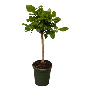 Ficus Altissima op stam - 120cm