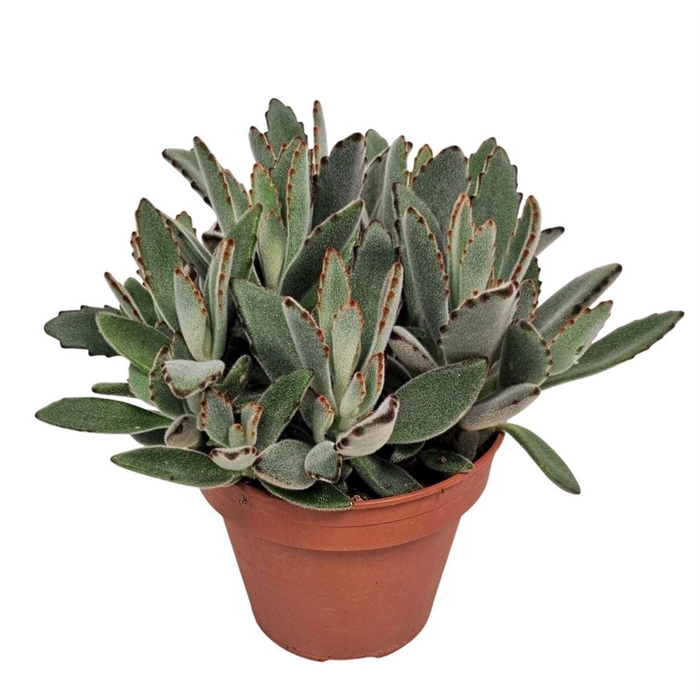 <h4>Kalanchoe tomentosa</h4>