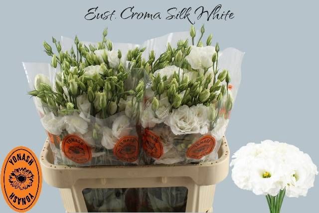 <h4>EUS G CROMA SILK WHI</h4>
