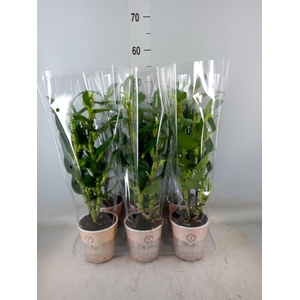 Dendrobium nob. 'StarCla Apollon'