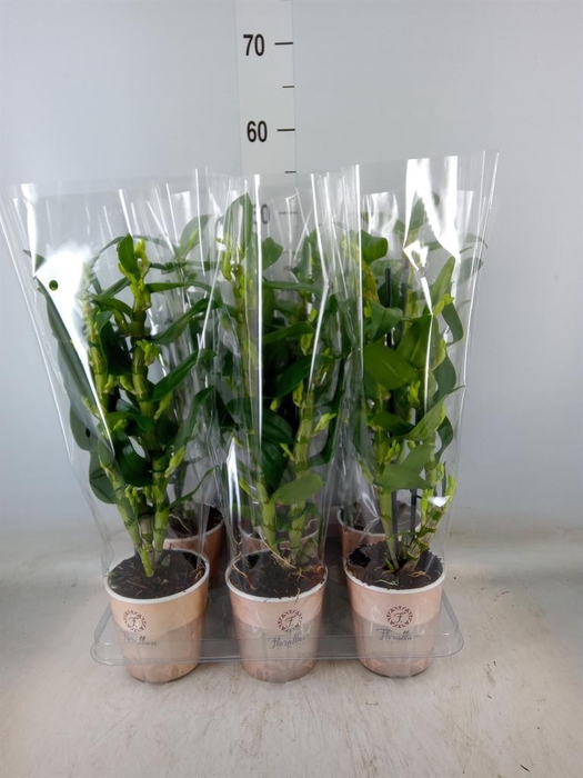 <h4>Dendrobium nob. 'StarCla Apollon'</h4>