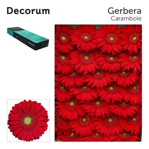 Gerbera Carambole Doos