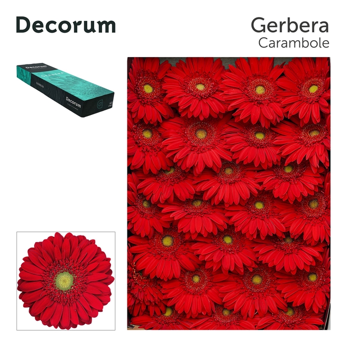 <h4>Gerbera Carambole Doos</h4>