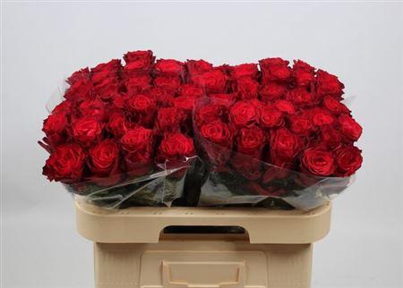 <h4>R Gr Rhodos</h4>