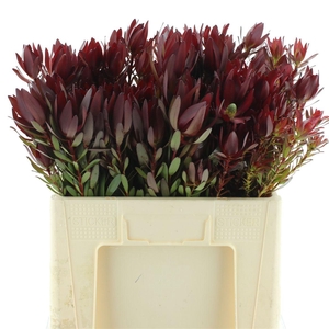 Leucad Safari Sunset Spray (beautiful)