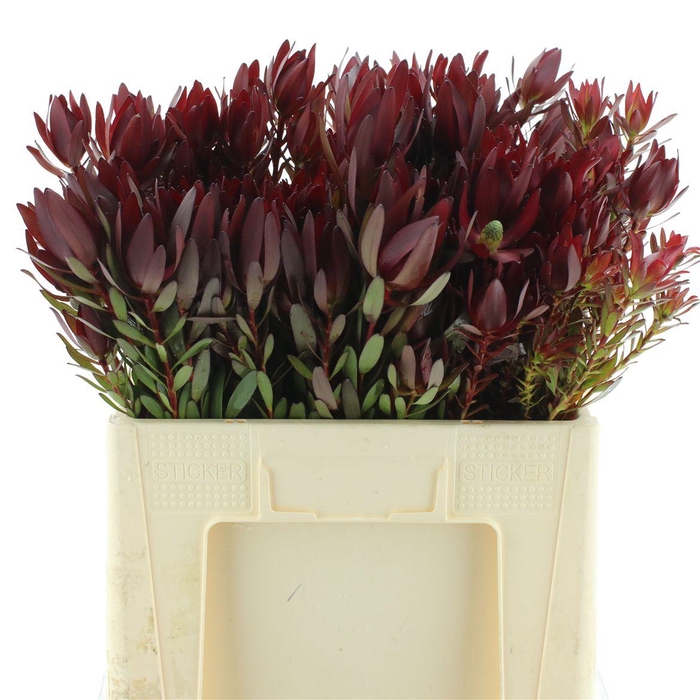 <h4>Leucad Safari Sunset Spray (beautiful)</h4>