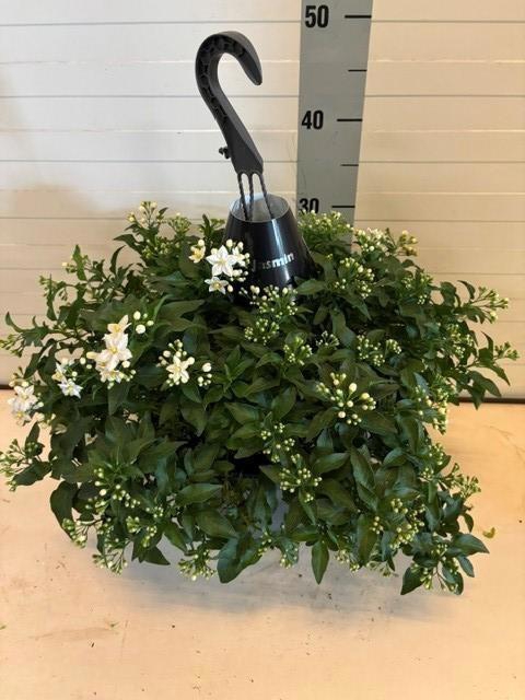 <h4>SOLANUM JASMINOIDES</h4>