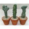 <h4>615 Geometrizans cristaat Rozenpot 19 cm 1 stek/pot</h4>