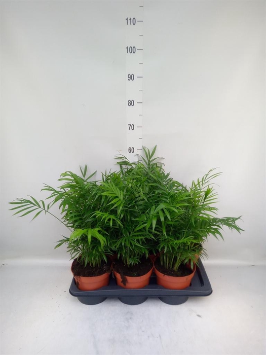 <h4>Chamaedorea elegans</h4>