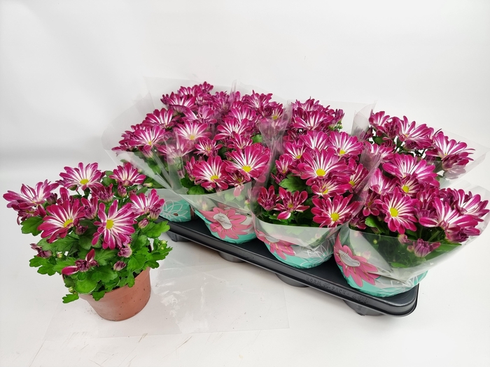 <h4>CHRYS SENSINA</h4>