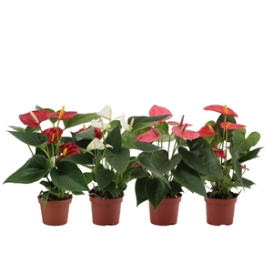 Anthurium 4 color mix in transparant sleeve