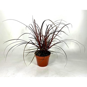 Uncinia 'Rubra' p12