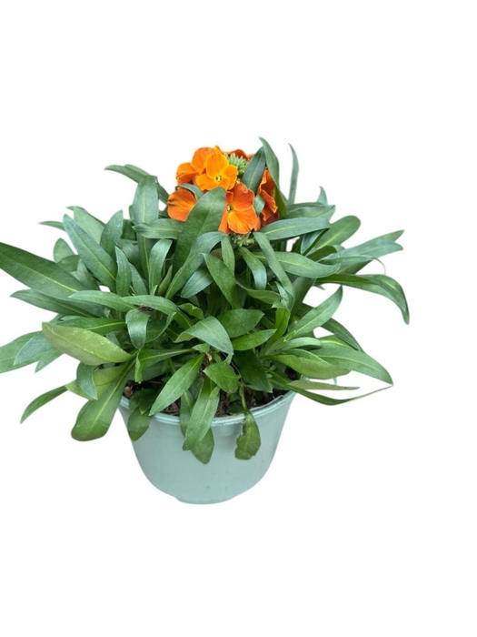 <h4>Erysimum linifolium</h4>