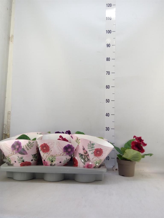 <h4>Sinningia   ...mix</h4>