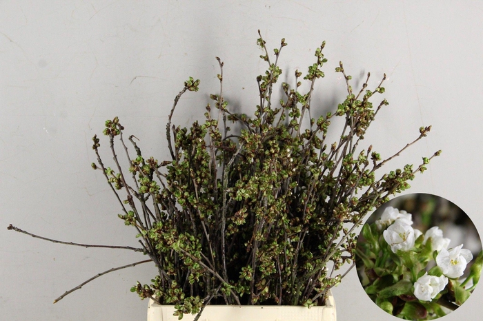 KERSENBLOESEM GROF PER STEM 065CM