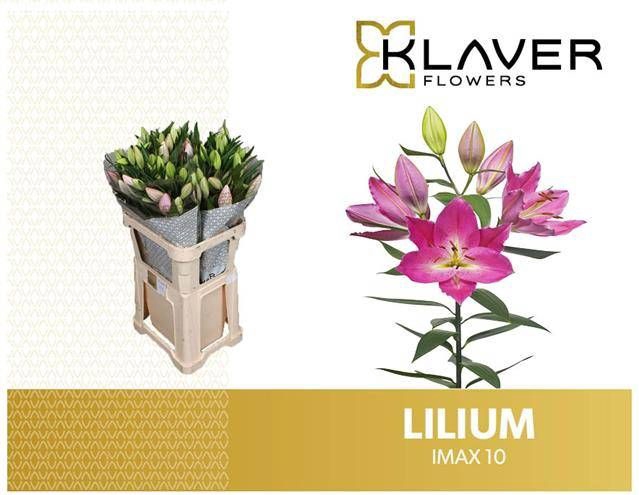 <h4>LI OR IMAX</h4>