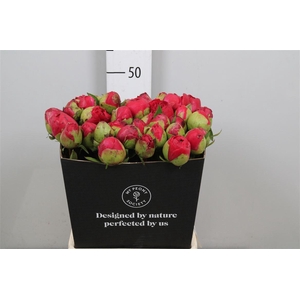 Paeo Com Performance