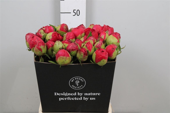 <h4>Paeo Com Performance</h4>