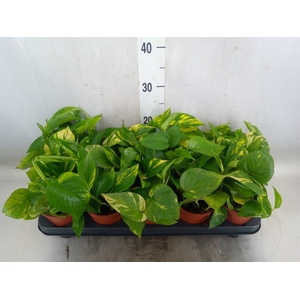 Epipremnum pinn. 'Aureum'