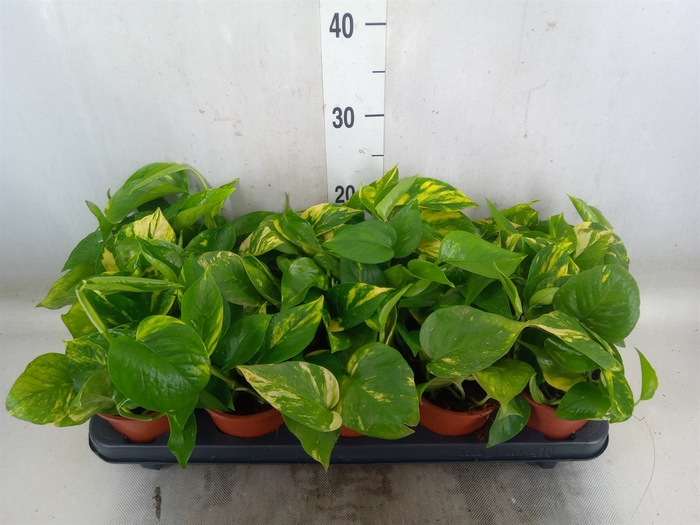 <h4>Epipremnum pinn. 'Aureum'</h4>