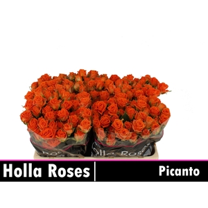 Rosa TR 'Picanto'