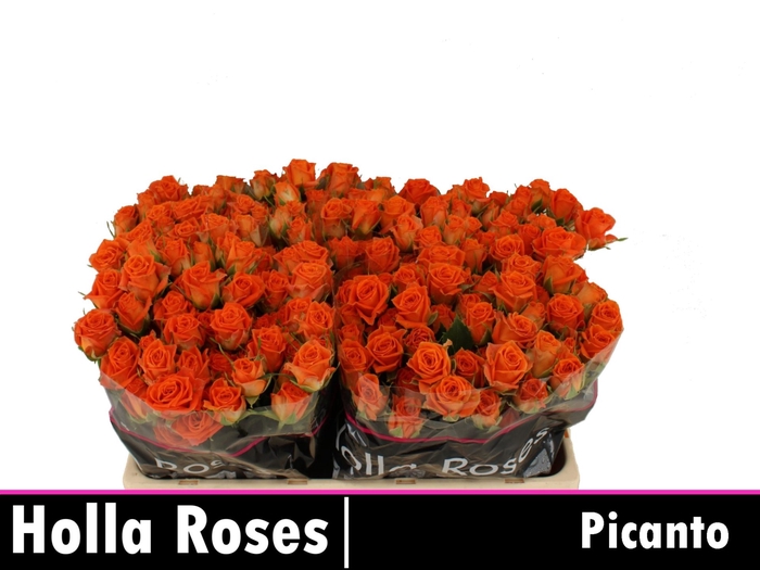 <h4>Rosa TR 'Picanto'</h4>