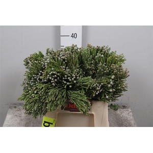 Kaaps Brunia Noduliflora
