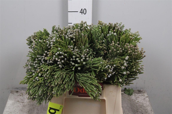 <h4>Kaaps Brunia Noduliflora</h4>