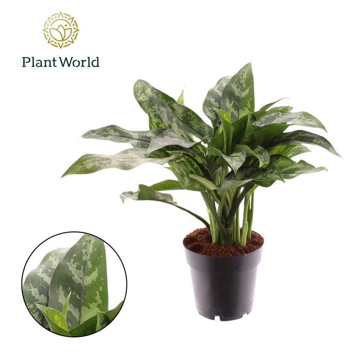<h4>Aglaonema Maria</h4>