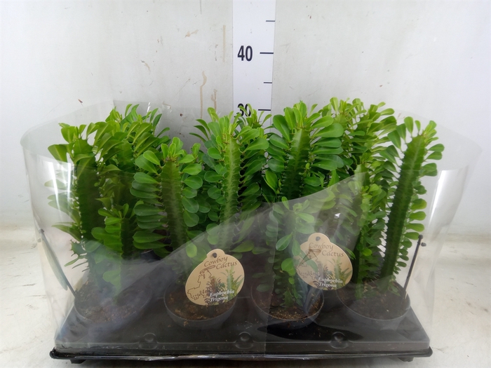 <h4>Euphorbia trigona</h4>