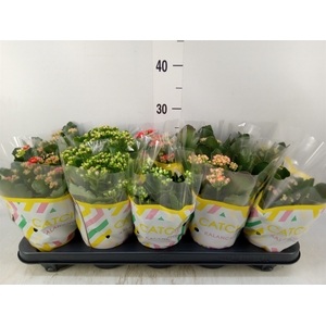 Kalanchoe blos.   ..rosebud mix  5