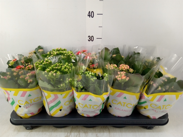 <h4>Kalanchoe blos.   ..rosebud mix  5</h4>