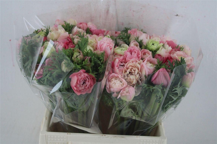 <h4>Anem Levante Pink</h4>