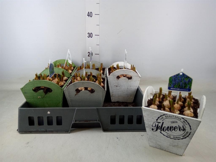 <h4>Arr.  Muscari L%</h4>