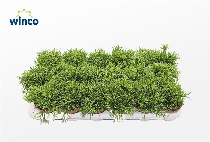 <h4>Hatiora Bambusoides</h4>