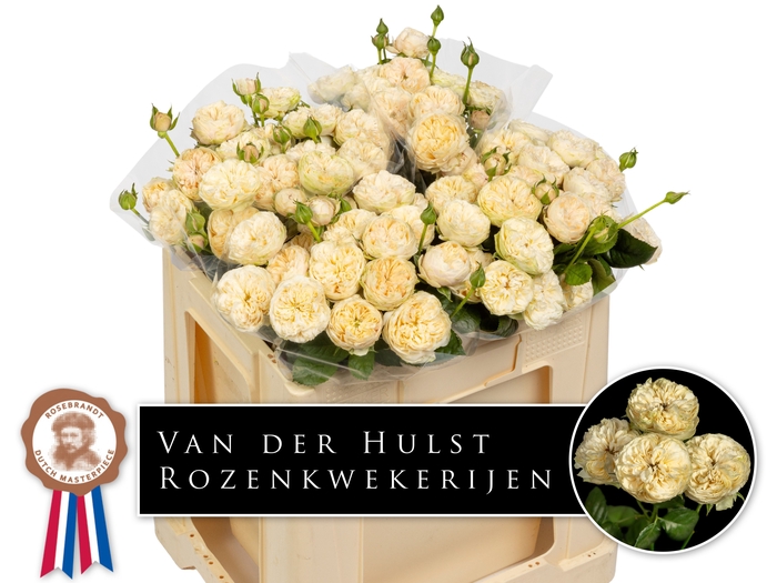 <h4>R Tr Royal Champagne Paul Hulst</h4>