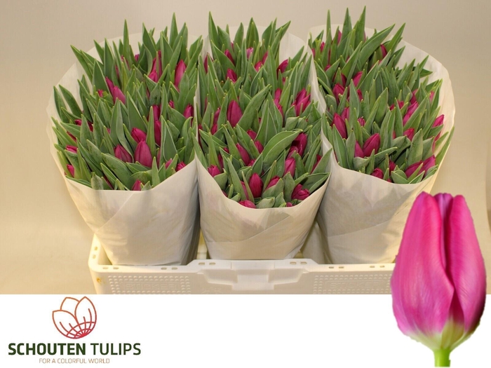 <h4>TU EN PINK ARDOUR</h4>