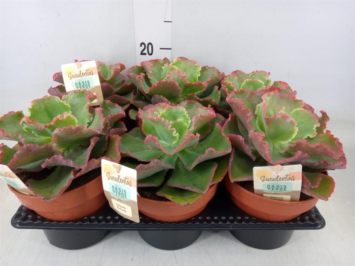 <h4>Echeveria ...</h4>
