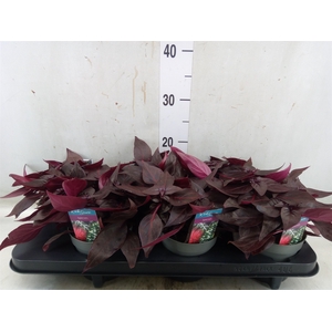 Iresine herbstii 'Rich Darkstar'