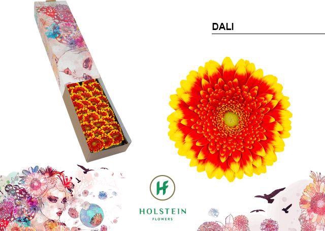 <h4>Germini Dali Doos</h4>