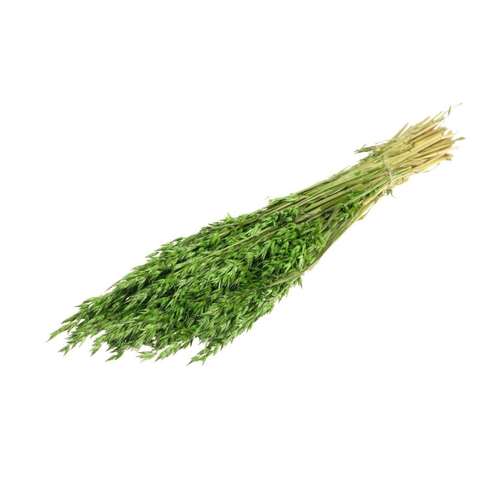 Haver (avena) moss green