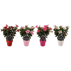 Mandevilla Sundaville Gemengd
