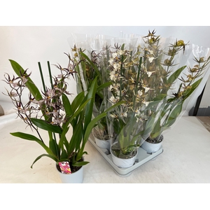 BRASSIA SUMMER DREAM