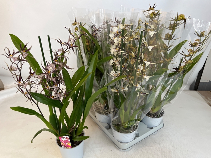 <h4>BRASSIA SUMMER DREAM</h4>