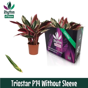 Calathea 14cm Triostar Rhythm of Nature zonder hoes (Stromanthe)