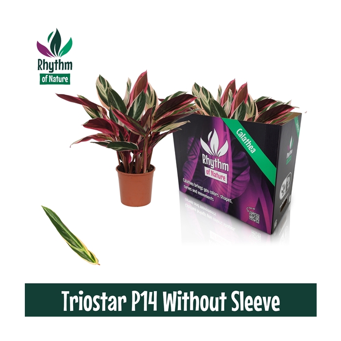 <h4>Calathea 14cm Triostar Rhythm of Nature zonder hoes (Stromanthe)</h4>